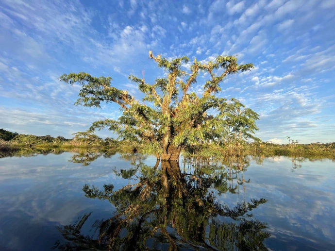 arbre faites le 1er pas